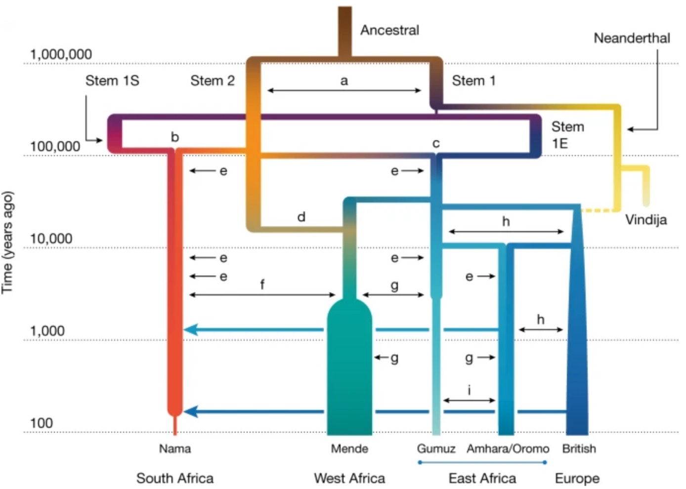 Figure 3b: demographic plot of a weak stem with multiple mergers